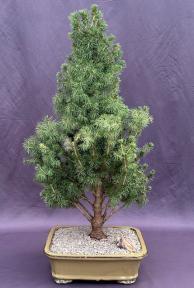 Dwarf Alberta Spruce Bonsai Tree<br><i>(picea glauca conica)</i>