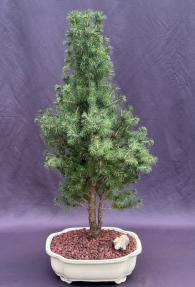 Dwarf Alberta Spruce Bonsai Tree<br><i>(picea glauca conica)</i>