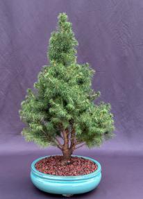 Dwarf Alberta Spruce Bonsai Tree<br><i>(picea glauca conica)</i>