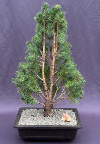 Dwarf Alberta Spruce Bonsai Tree<br><i><br><i>(picea glauca conica)</i>
