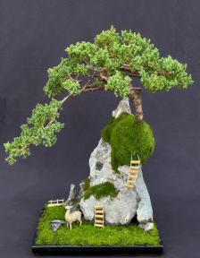 Juniper Bonsai Tree - Stone Landscape Scene<br><i>(juniper procumbens nana)</i>
