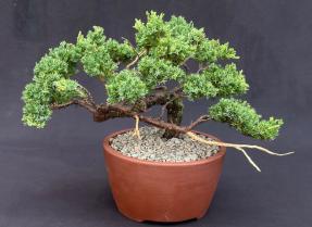 Juniper Bonsai Tree - Trained in Jin Style<br><i><br><i>(juniper procumbens nana)</i>