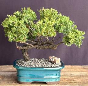 Juniper Bonsai Tree - Trained in Jin Style<br><i><br><i>(juniper procumbens nana)</i>