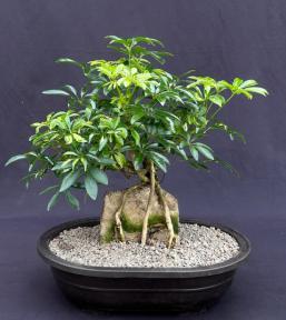 Hawaiian Umbrella Bonsai Tree <br>Root Over Rock<br><i>(Arboricola Schefflera 'Luseanne')</i>