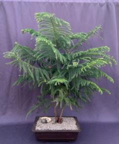 Norfolk Island Pine Bonsai Tree<br><i>(araucaria heterophila)</i><br>