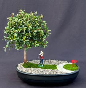 Flowering Brush Cherry Bonsai Tree<br><i>Miniature Golf Course Scene<br><i>(eugenia myrtifolia)</i>