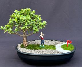 Baby Jade Bonsai Tree - Miniature Golf Course Scene<br><i>(portulacaria afra)