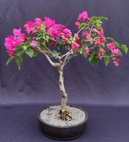 Flowering Bougainvillea Bonsai Tree<br><i>(Pink Pixie)</i>