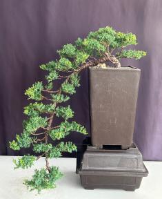 Juniper Bonsai Tree<br>Cascade Style<br><i>(juniper procumbens nana)</i>