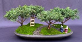 Shimpaku Juniper Bonsai Tree<br>Four (4) Tree Forest Group<br><i>(juniperus chinensis)</i>