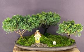 Shimpaku Juniper Bonsai Tree<br>Four (4) Tree Forest Group<br><i>(juniperus chinensis)</i>