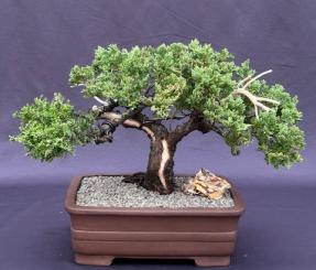 Juniper Bonsai Tree - Trained with Jin & Shari Style<br><i>(juniper procumbens nana)</i>