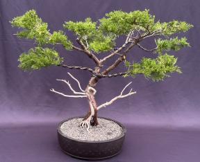 Golden Chinese Juniper Bonsai Tree<br>Trained with Jin & Shari Style<br><i>(Juniperus × pfitzeriana 'Old Gold')