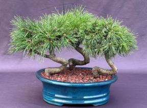 Twisty Mugo Pine Bonsai Tree<br>3 Tree Forest Group<br><i>(pinus mugo 'twisty')</i>