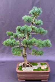 Blue Short Needle Japanese White Pine<br>(Pinus parviflora 'Glauca Brevifolia')
