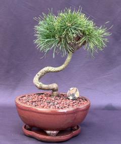 Twisty Mugo Pine Bonsai Tree<br><i>(pinus mugo 'twisty')</i>