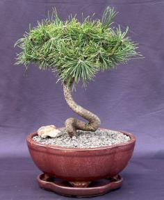 Twisty Mugo Pine Bonsai Tree<br><i>(pinus mugo 'twisty')</i>