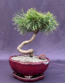 Twisty Mugo Pine Bonsai Tree<br><i>(pinus mugo 'twisty')</i>