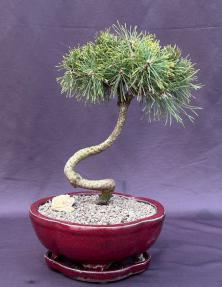 Twisty Mugo Pine Bonsai Tree<br><i>(pinus mugo 'twisty')</i>