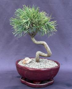 Twisty Mugo Pine Bonsai Tree<br><i>(pinus mugo 'twisty')</i>