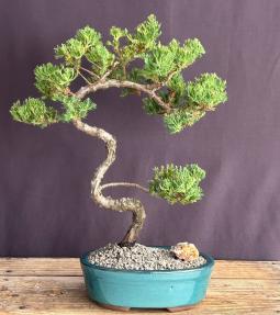 Juniper Bonsai Tree - Trained <br><i>(juniper procumbens nana)</i>