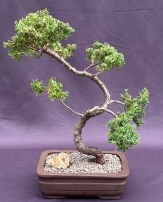 Juniper Bonsai Tree - Trained <br><i>(juniper procumbens nana)</i>