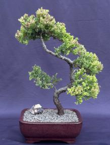 Juniper Bonsai Tree - Trained <br><i>(juniper procumbens nana)</i>