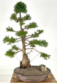 Dwarf Alberta Spruce Bonsai Tree<br><i>(picea glauca conica)</i>