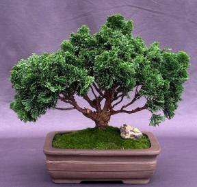 Hinoki Cypress Bonsai Tree<br><i>(chamecyparis obtusa 'Nana Gracilis')</i>