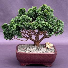 Hinoki Cypress Bonsai Tree<br><i>(chamecyparis obtusa 'Nana Gracilis')</i>