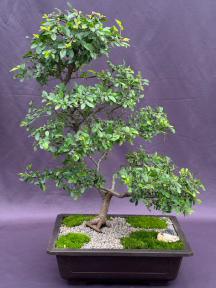 Chinese Elm Bonsai Tree<br>(ulmus parvifolia)</i>