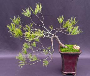 Seed Grown Pitch Pine Bonsai Tree<br>Cascade Style<br>(Pinus rigida)