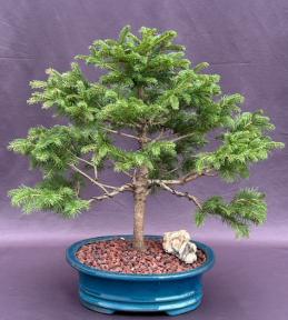 Norway Spruce Bonsai Tree<br><i>(picea abies 'cupressina')</i>