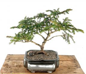 Dwarf Norway Spruce 'Pusch' Bonsai Tree<br><i>(picea abies 'pusch')</i>