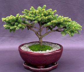 Oriental Spruce Bonsai Tree <br><i>(picea orientalis Tom Thumb)