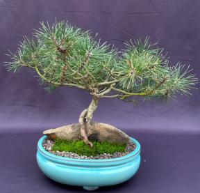 Mugo Pine Bonsai Tree<br>Root Over Rock Style<br>(pinus mugo 'valley cushion')</i>