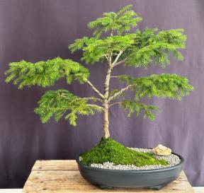 Oriental Spruce Bonsai Tree<br>(Picea orientalis)