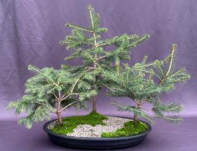 Colorado Blue Spruce Bonsai Tree<br>Three Tree Forest Group<br><i>(picea pungens)</i>