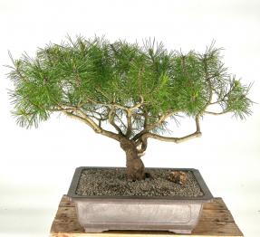 Mugo Pine Bonsai Tree<br><i>(pinus mugo 'valley cushion')</i>