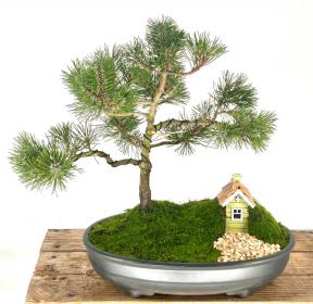 Mugo Pine Bonsai Tree<br><i>(pinus mugo 'valley cushion')</i>