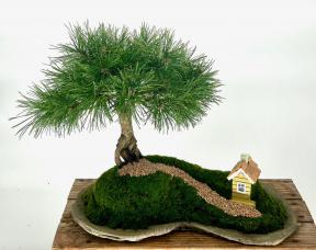 Mugo Pine Bonsai Tree<br><i>(pinus mugo 'valley cushion')</i>