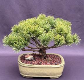 Mugo Pine Bonsai Tree<br><i>(pinus mugo 'valley cushion')</i>