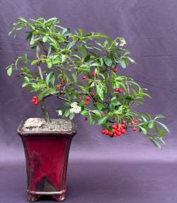 Flowering Pyracantha Bonsai Tree<br>Cascade Style<br>(pyracantha 'mohave')</i>