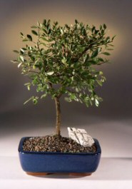 Chinese Elm Bonsai Tree <br>(ulmus parvifolia)