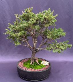 White Spruce Bonsai Tree<br>(Picea glauca 'Monstrosa Nana')