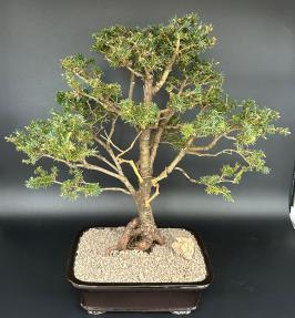 White Spruce Bonsai Tree<br>(Picea glauca 'Monstrosa Nana')