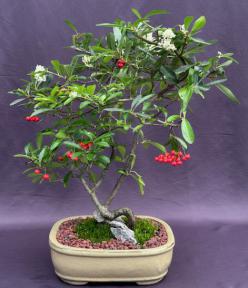 Flowering Pyracantha Bonsai Tree<br>Root Over Rock Style <br><br>(pyracantha 'mohave')</i>