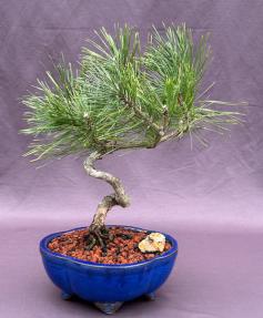 Japanese Black Pine Bonsai Tree<br>Coiled Trunk Style<br><i>(pinus thunbergii 'thunderhead')</i>