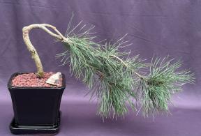 Contorted Eastern White Pine Bonsai Tree<br>Cascade Style<br>(pinus strobus 'Contorta')</i>
