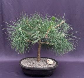 Mugo Pine Bonsai Tree<br><i>(pinus mugo 'valley cushion')</i>